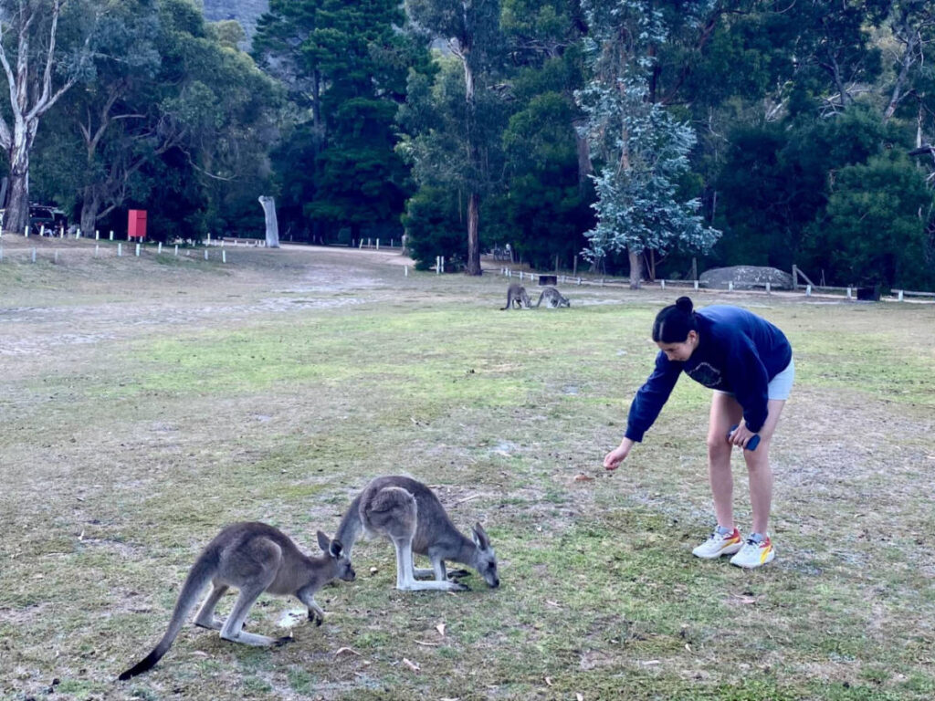 A woman interacting with the Wallabies at Grampians National Park