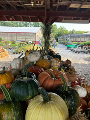 View of the pumpkins at Wallkill View Farm