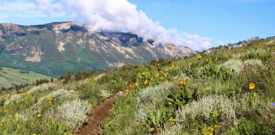 A trail with small flowers around and a scenic view of the mountains in Walrod Loop