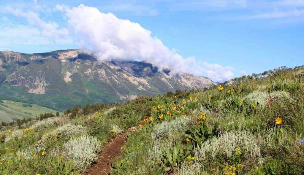 View of wildflowers at the Walrod Loop Trail