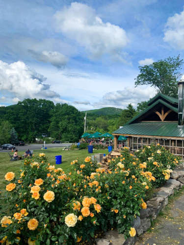 View the yellow blooming flowers at the Warwick Valley Winery