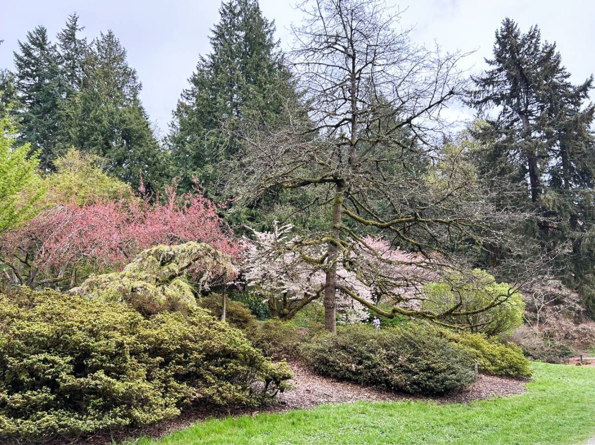 Trees and plants at the Washington Park Arboretum during spring season