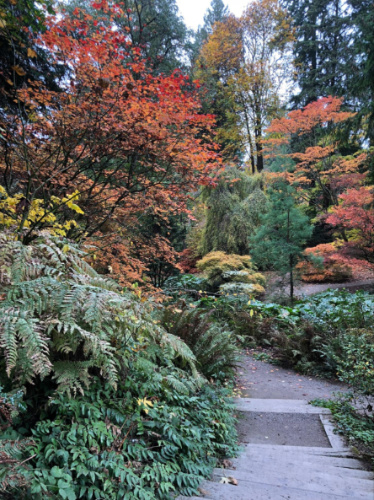 View of the fall foliage an other greenery around Washington Park Arboretum