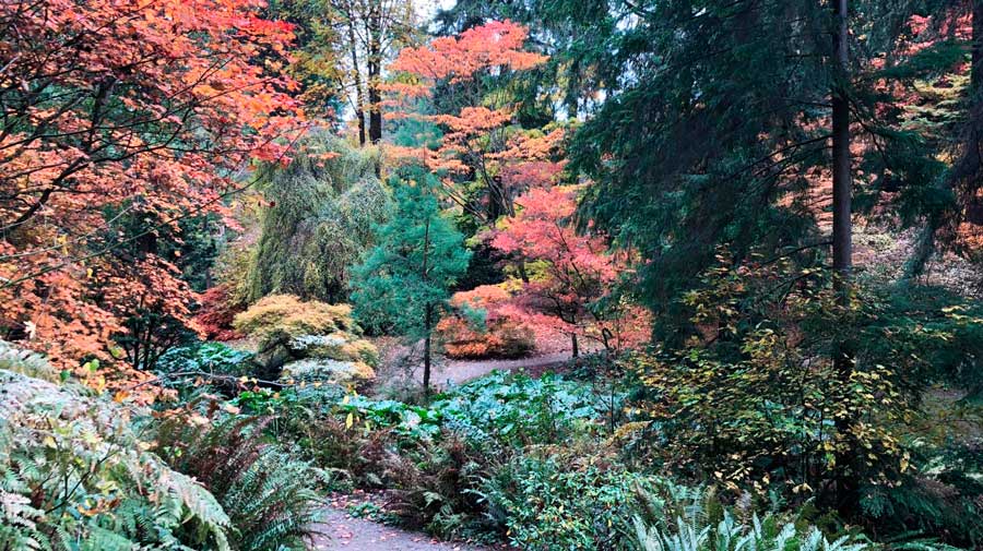 View of the Washington Park Arboretum during fall season