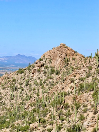 Overlooking view of the field of cacti from the summit of Wasson Peak