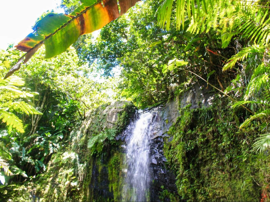 View of the waterfall surrounded by greenery at El Yunque on a sunny day