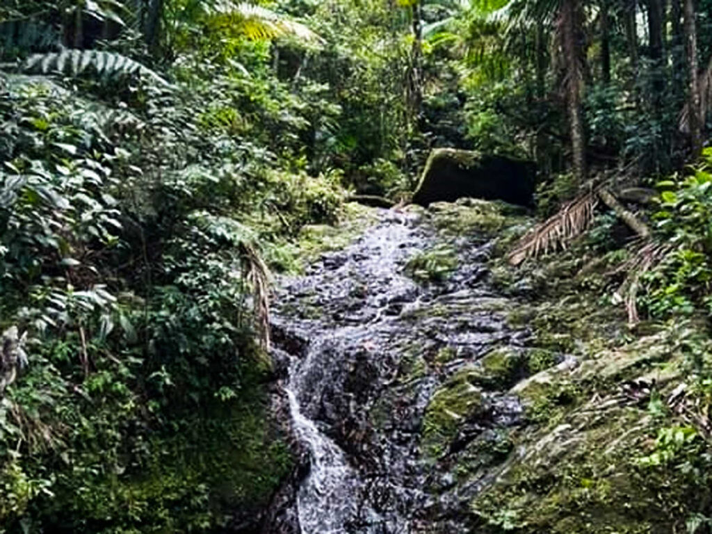 View of the waterfalls surrounded by greenery