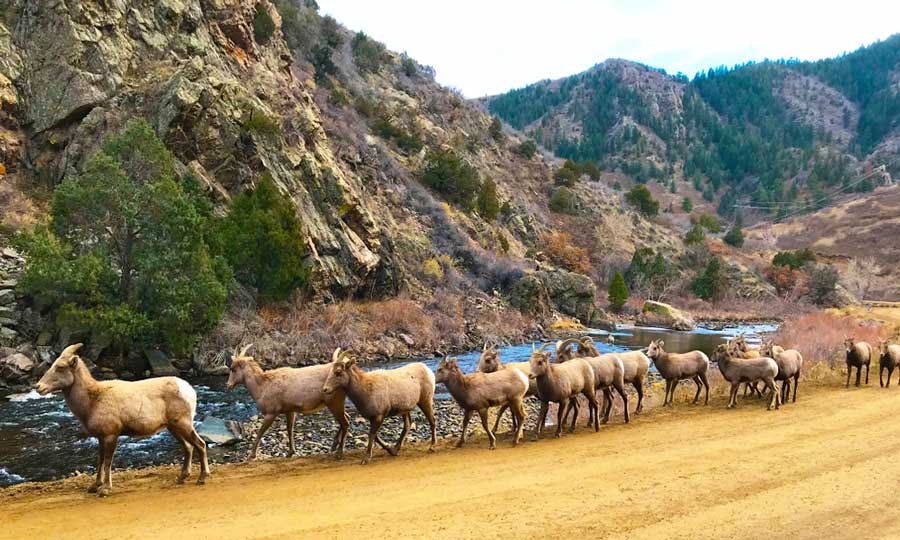 Big horn sheep passing by the Waterton Canyon Trail