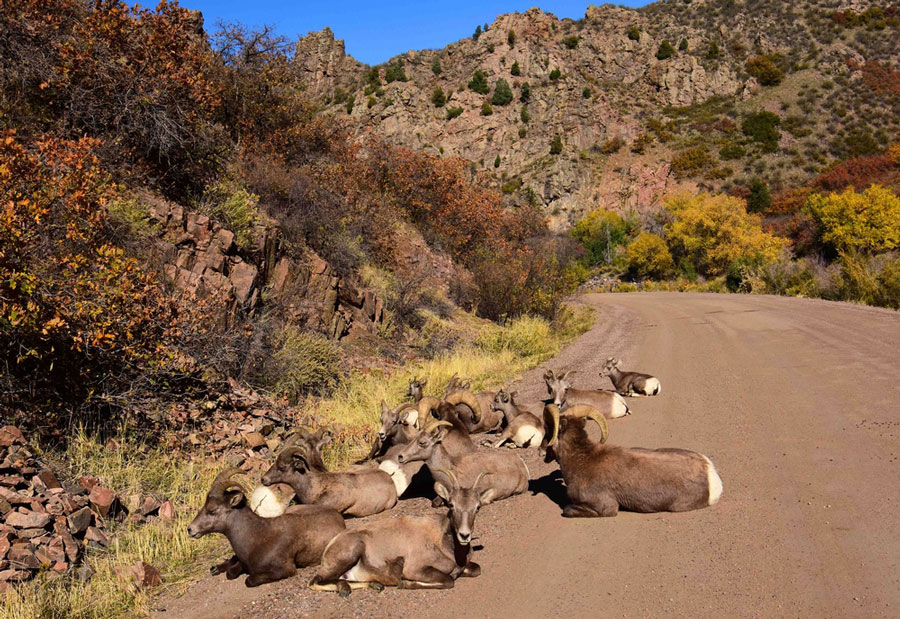 Big horn sheep on the Waterton Canyon