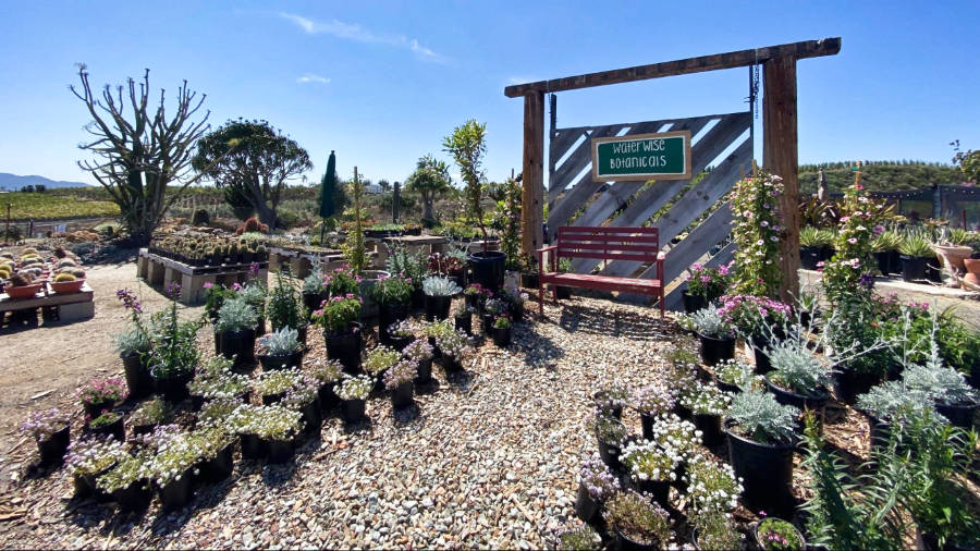 View of the plants at the botanical garden of Waterwise Botanicals
