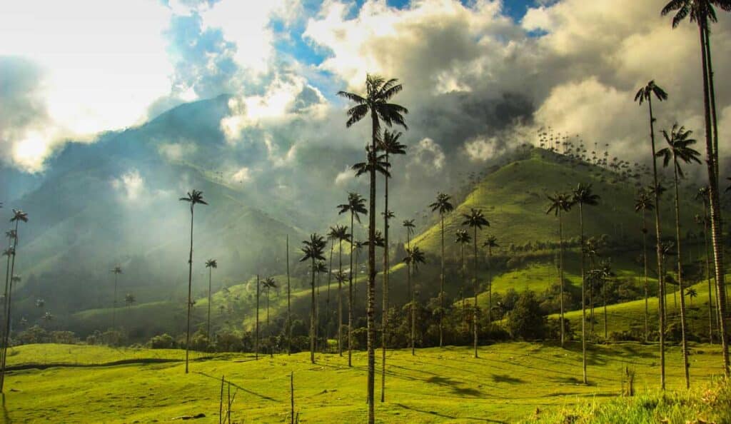 View of Salento's wax palms on a scenic spot