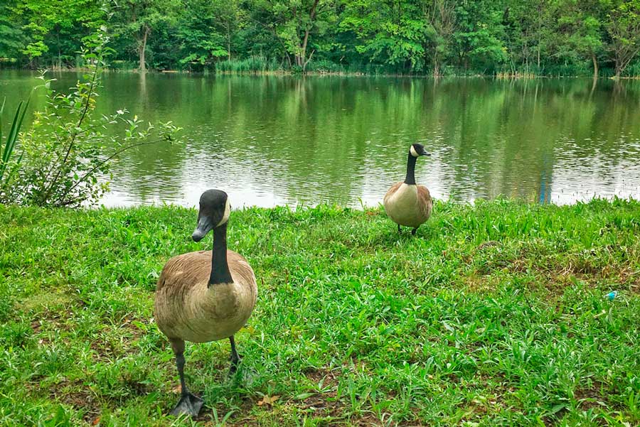 View of Canada geese in Weequahic Park