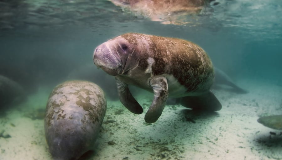 View of a West Indian Manatee in Florida