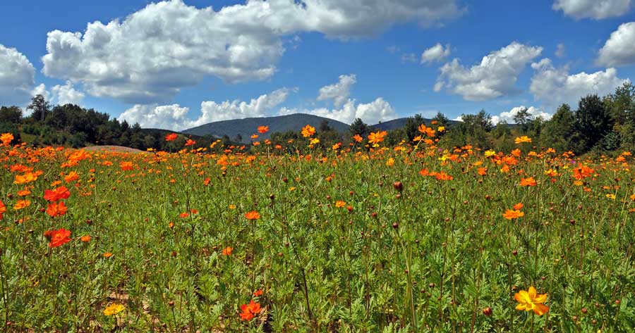 Scenic view of a flower field in West Jefferson
