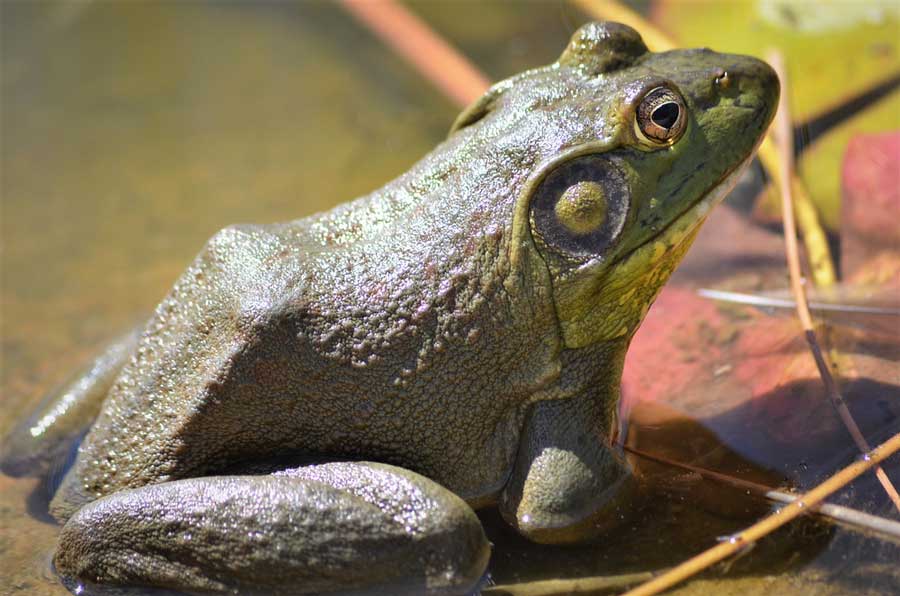 Close up view of a frog in Western Colorado Botanical Gardens