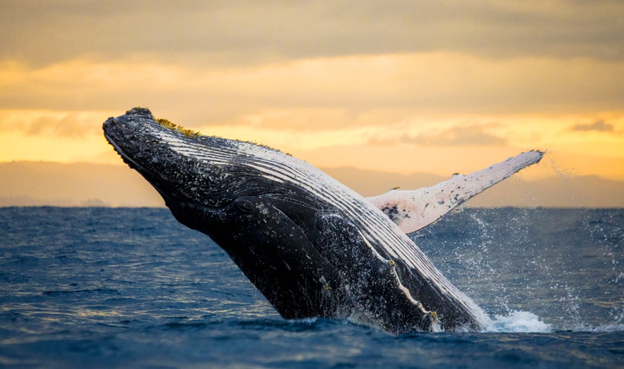 View of a whale jumping out of the water