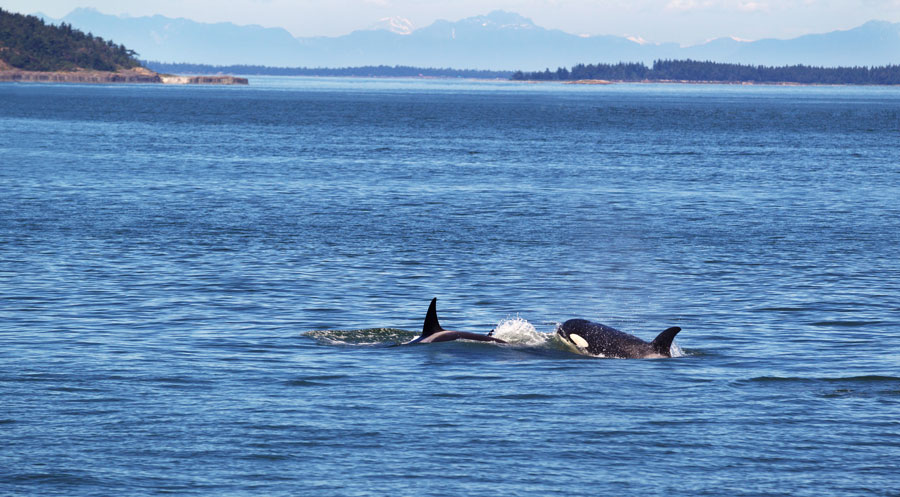 View of two orca whales in the San Juan Islands