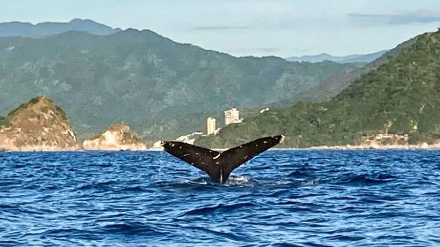 View of a tail of a whale in the ocean of California