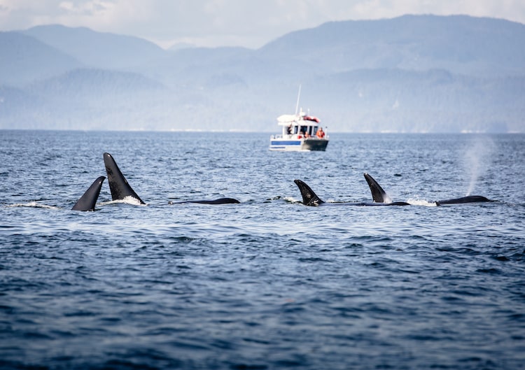 Killer Whales are spotted in the waters of Vancouver Island