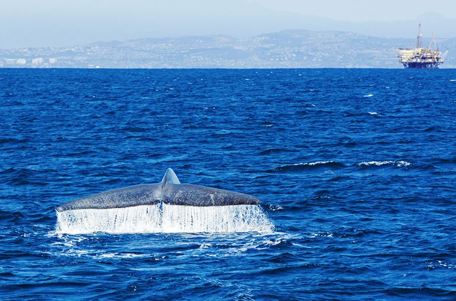 A tale of a blue whale in the blue water on Long Beach, California