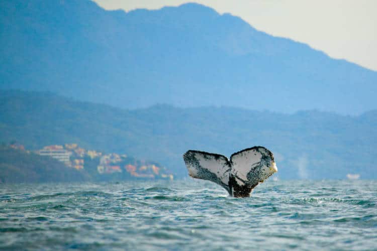 Whale watching in the Banderas Bay near Puerto Vallarta