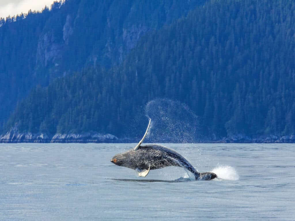 A humpback whale jumping off the water in Kenai Fjords National Park and Preserve