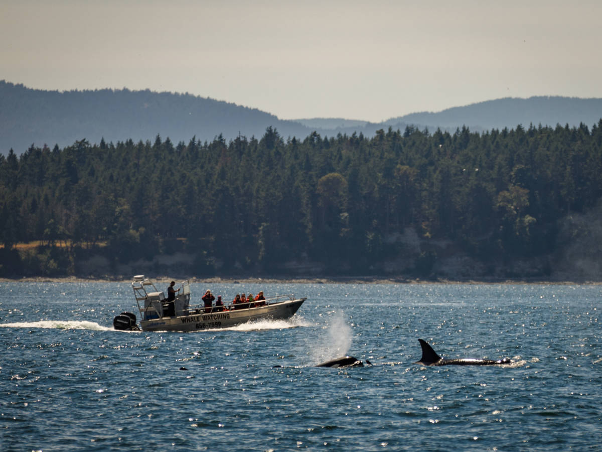People enjoying whale watching in San Juan Island