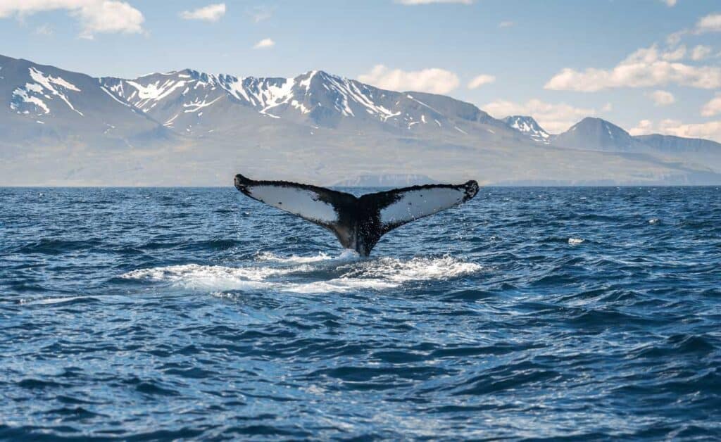 View of the tail of a whale in Húsavík Harbor