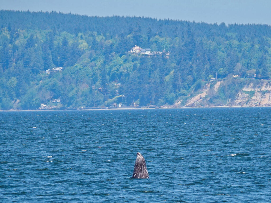 A gray whale sticking it's nose out of the water with the Whidbey Island in the background