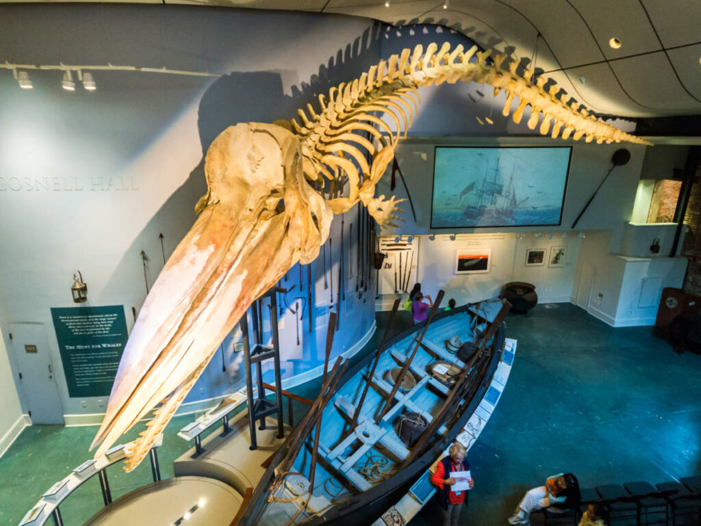 Complete skeleton of a bull Sperm whale suspended from the ceiling of the Nantucket Whaling Museum