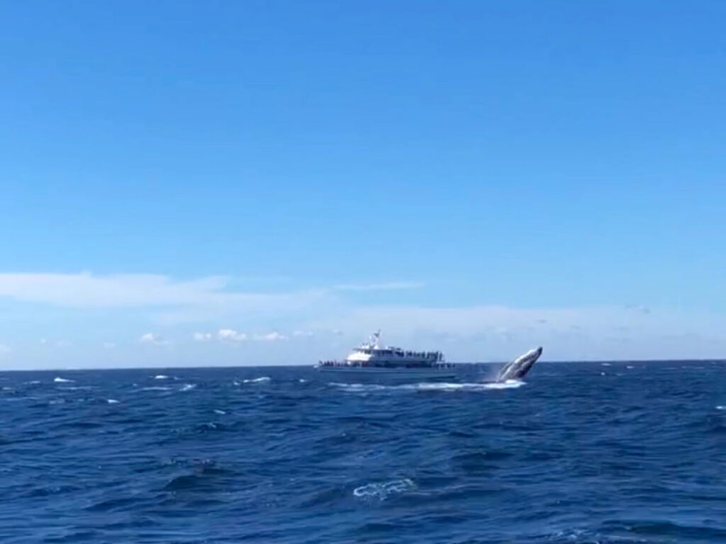 View of a whale breaching during whale watching from Gloucester