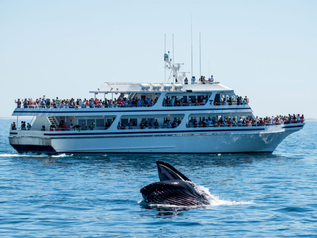 Passengers of the boat watching the whale in Provincetown