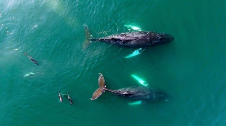 Two big whales and 3 dolphins in the ocean