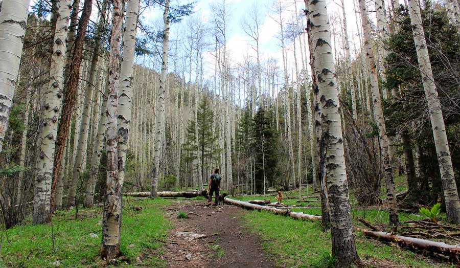 The author's husband at the middle of Wheeler Peak