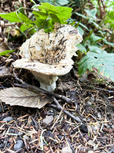 Closeup view of a wild mushroom at Whidbey Forest
