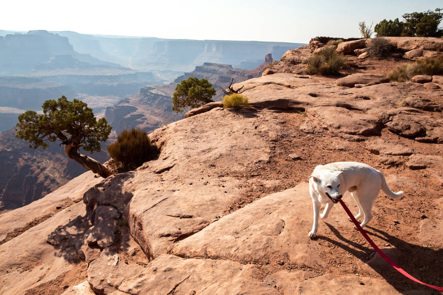 A white labrador near the cliff in Dead Horse State Park