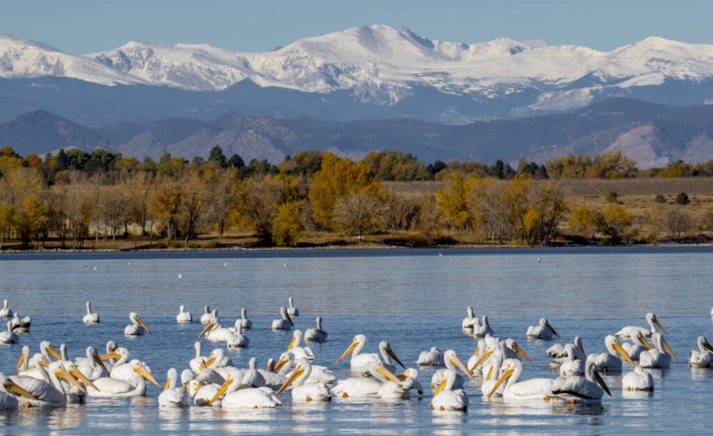 View at the Cherry Creek State Park with flock of American White Pelican