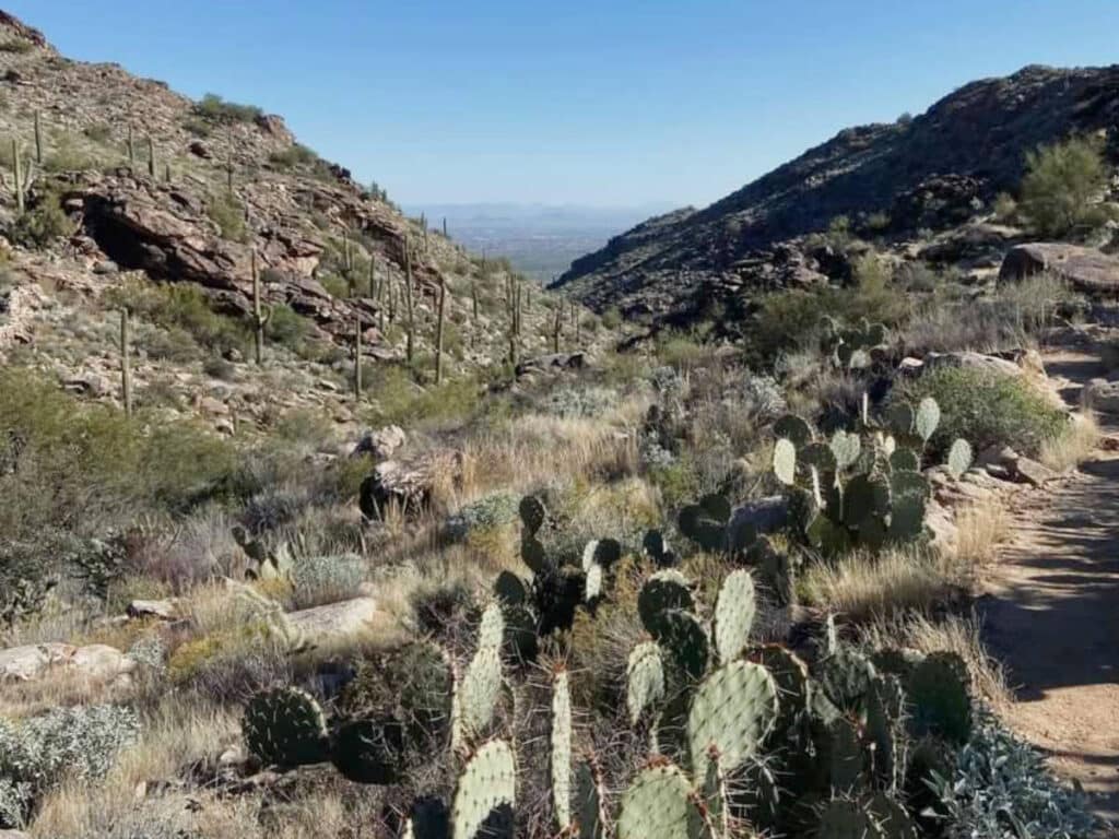 Cacti along the White Tank Waterfall Trail