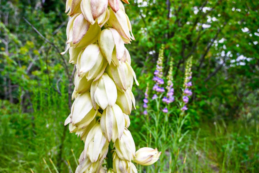 Closeup view of the white yuccas in bloom