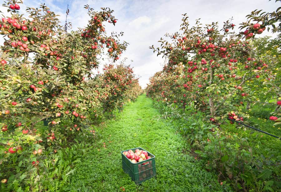 Ripe apples in a crate and on trees in an Apple orchard.