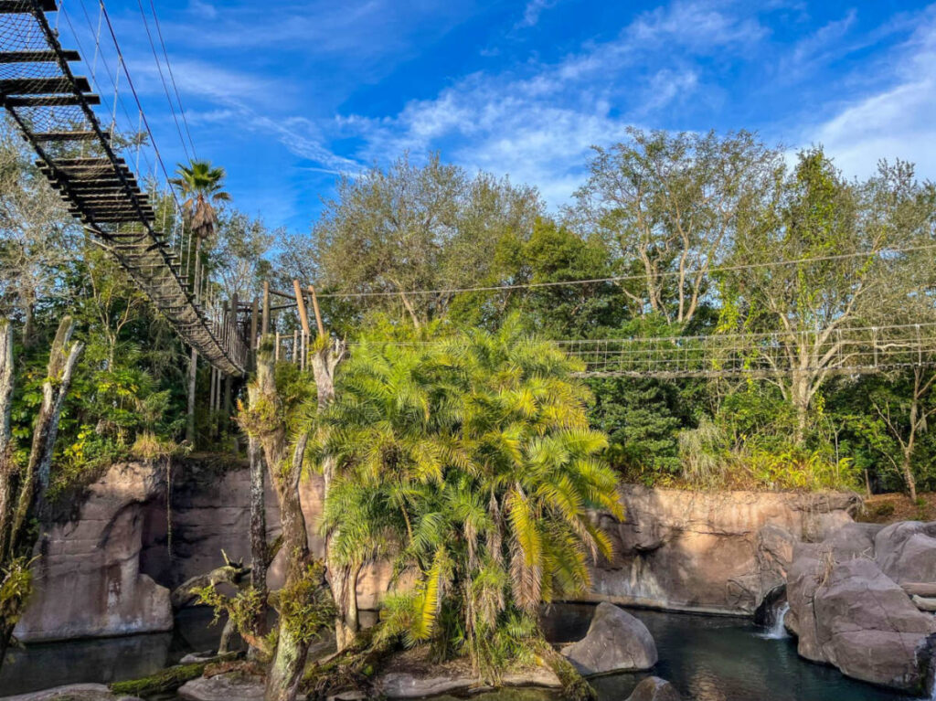 Wild Africa Trek bridges over hippo and crocodile habitats