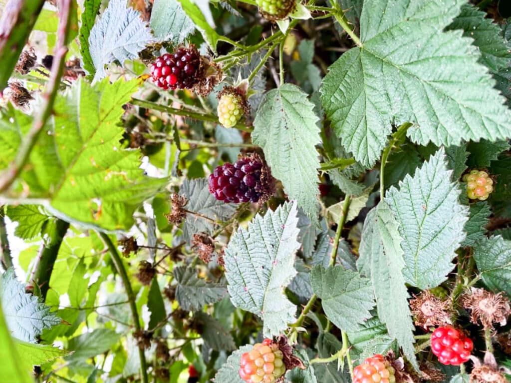 Closeup view of the wild blackberries