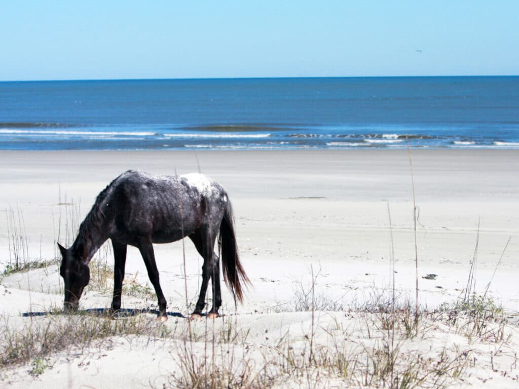 A wild horse eating the grass at Cumberland Island