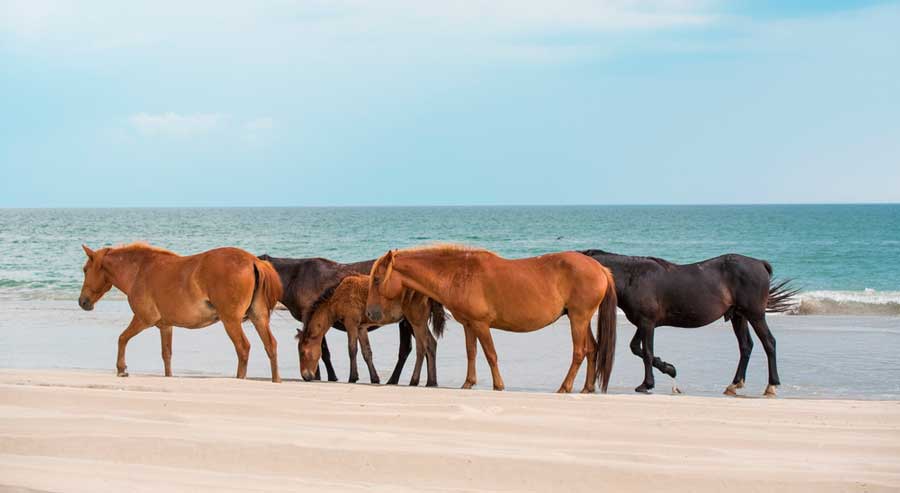 Wild horses by-the-beach in Outer Banks