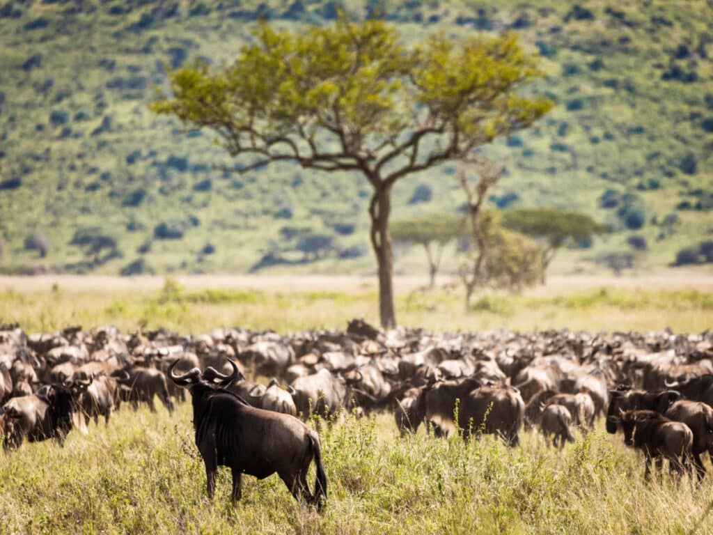 A herd of wildebeest migration in Serengeti National Park