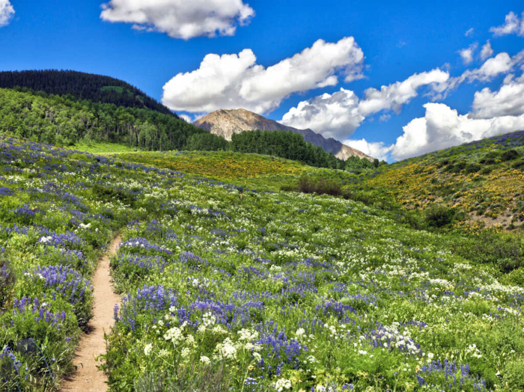 Field of white and lavender wildflowers around the trail