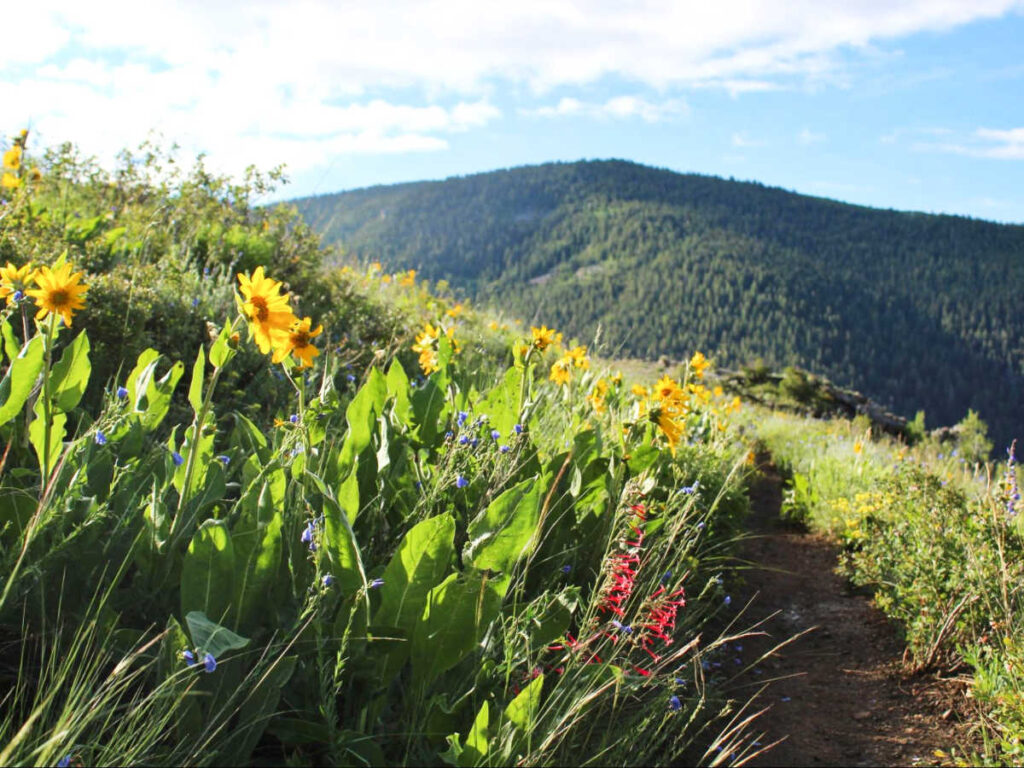 Closeup look of the variety of wildflowers at Walrod Loop