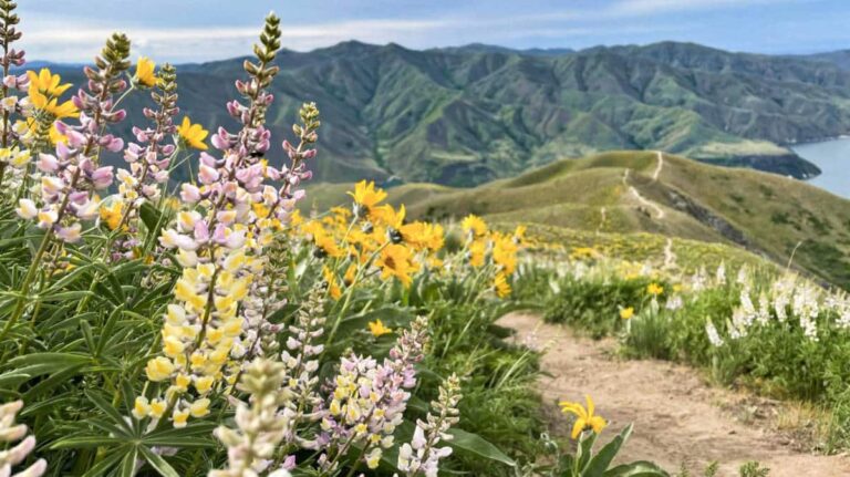 View of the beautiful wildflowers and the scenic view of the mountains in Boise