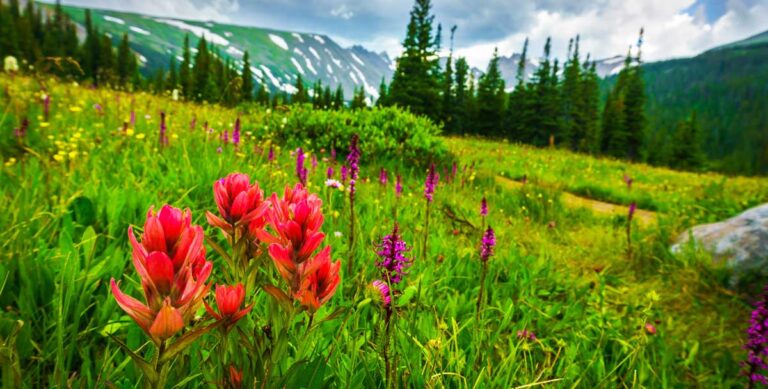 View of wildflowers in a field in the Colorado mountains