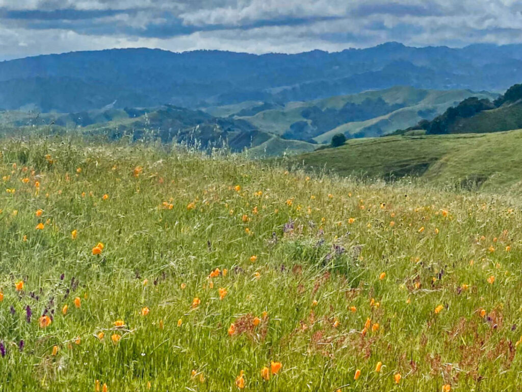 A field of wildflowers in Las Trampas Regional Wilderness Park